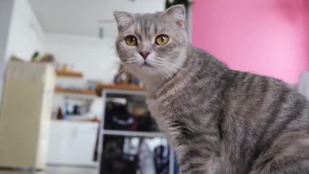 Gatto Con Grandi Occhi Gialli Guarda Intorno Primo Piano — Video Stock