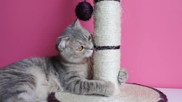 Cute Funny Cat Playing Scratcher Pink Background — Stock Video