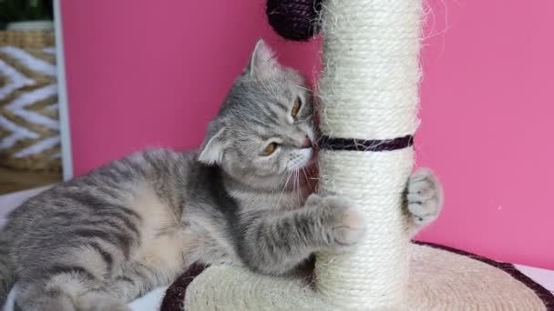 Cute Funny Cat Playing Scratcher Pink Background — Stock Video