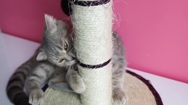 Lindo Gato Divertido Está Jugando Con Rascador Sobre Fondo Rosa — Vídeo de stock