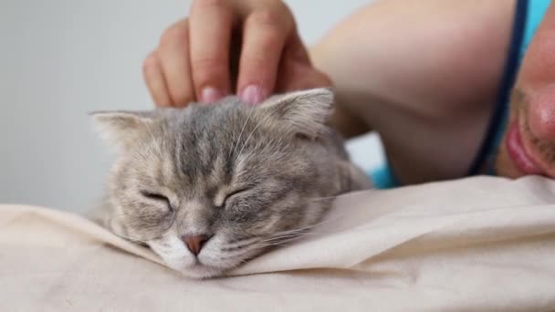 Ręka Dotknąć Scottish Fold Cat Sleeping — Wideo stockowe