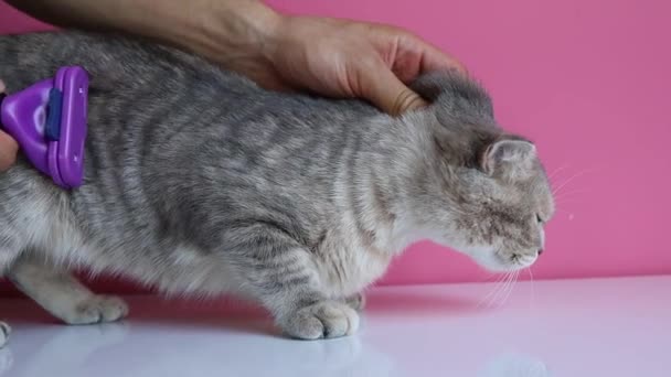 Gato Peina Con Cepillo Aseo Para Reducir Derramamiento — Vídeo de stock