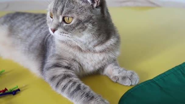 Gato Con Grandes Ojos Amarillos Mira Alrededor Cerca — Vídeo de stock