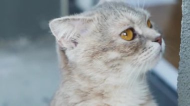 Büyük sarı gözlü bir kedi etrafa bakıyor, yakından..