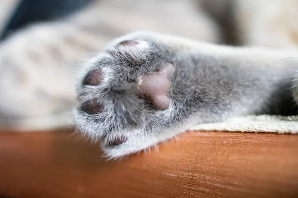 Närbild Grey Cat Leg Med Rosa Tass Sovande Katt — Stockfoto