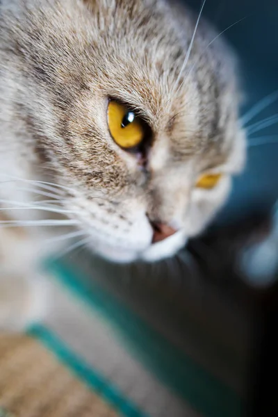 Occhio Gatto Giallo Primo Piano Testa Gatto — Foto Stock