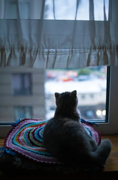 Solitario Piccolo Gatto Grigio Seduto Vicino Finestra Dietro Tenda Attesa — Foto Stock