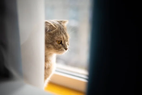 Einsame Kleine Graue Katze Sitzt Fenster Hinter Vorhang Und Wartet — Stockfoto