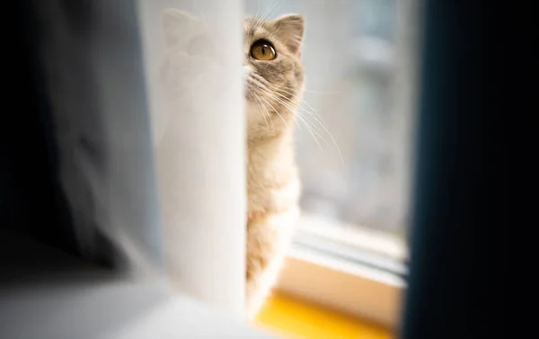 Kleine Graue Katze Sitzt Fenster Hinter Vorhang Und Schaut Nach — Stockfoto