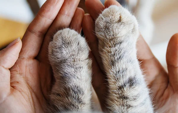 Pata Gato Mãos Mulher Símbolo Amizade Gato Humano — Fotografia de Stock