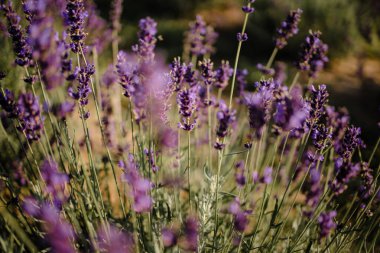 Yaz mevsiminde açan parlak mor lavanta çiçekleri