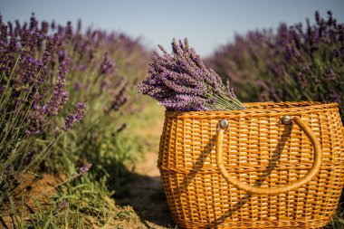 Lavanta arkaplanda lavanta demeti olan sepet.