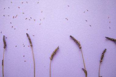 Kopya Boşluğu Olan Mor Arkaplanda Taze Lavanta Buketi.