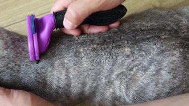 Furminator Gri Şirin İngiliz Kedisiyle Savaşıyor. Hayvan Bakımı, Bakım Konsepti