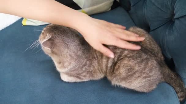 Mão Acariciando Gato Dia Aconchegante Casa — Vídeo de Stock