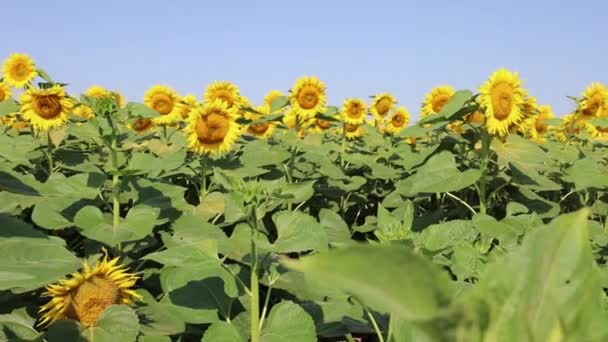 Квітуче Соняшникове Поле Влітку — стокове відео
