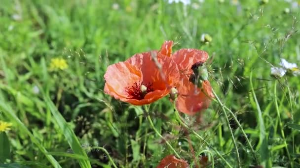 Poppy Flowers Natuur Achtergrond Bloeiende Papavers — Stockvideo
