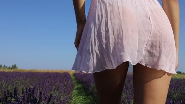 Zamknij Się Kobieta Nogi Chodzić Kwitnące Pole Lawendy Letni Dzień — Wideo stockowe