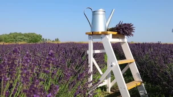 라벤더 Wooden Table Lavender Field Background — 비디오