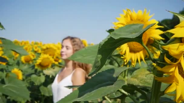 Ayçiçeği Tarlasında Yürüyen Güzel Genç Bir Kadının Havadan Görünüşü — Stok video