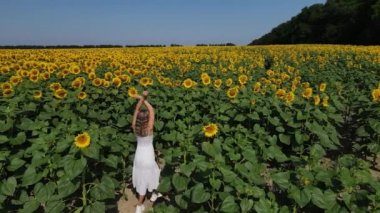 Ayçiçeği tarlasında yürüyen güzel genç bir kadının havadan görünüşü 