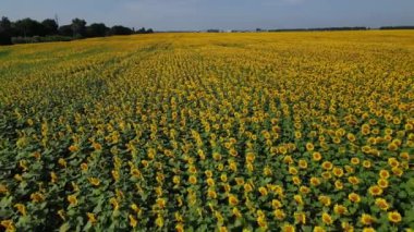 Ayçiçeği tarlasının drone videosu. Tarım. Ayçiçeklerinin havadan görünüşü