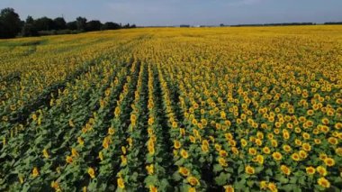 Ayçiçeği tarlasının drone videosu. Tarım. Ayçiçeklerinin havadan görünüşü