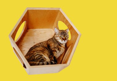 Tabby Kediciği Sarı Arkaplanda, Modern Tahta Kedi Evi 'nde Oturuyor.