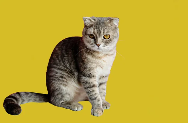 Retrato Gato Bebê Dobra Escocesa Com Olhos Amarelos Fundo Amarelo — Fotografia de Stock