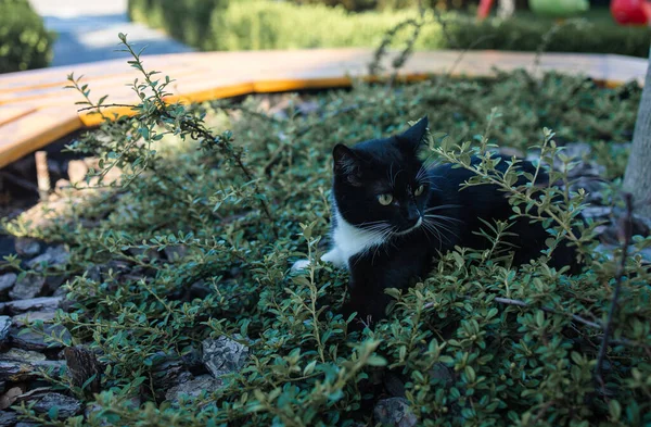 Gato Negro Caza Bosque Aire Libre Con Luz Del Sol — Foto de Stock