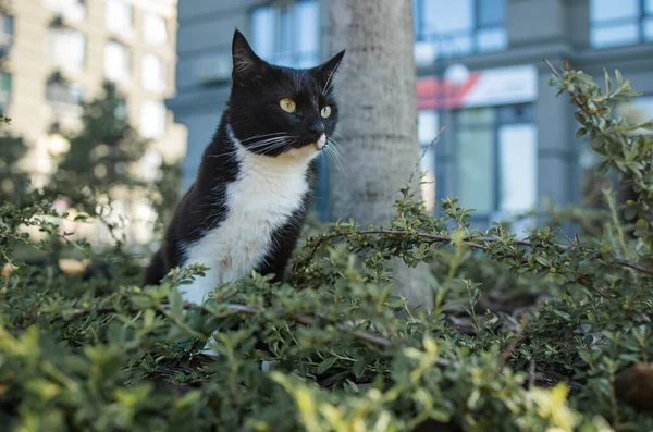 Gato Negro Caza Bosque Aire Libre Con Luz Del Sol — Foto de Stock