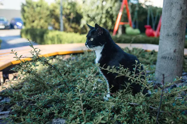 Gato Negro Caza Bosque Aire Libre Con Luz Del Sol — Foto de Stock