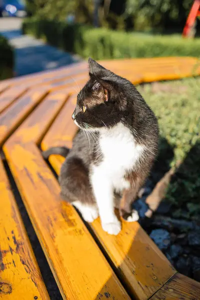 Gato Negro Retrato Sentado Aire Libre Día Soleado — Foto de Stock