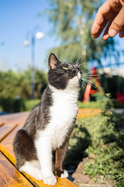 晴れた日に屋外に座っている黒猫の肖像画 — ストック写真