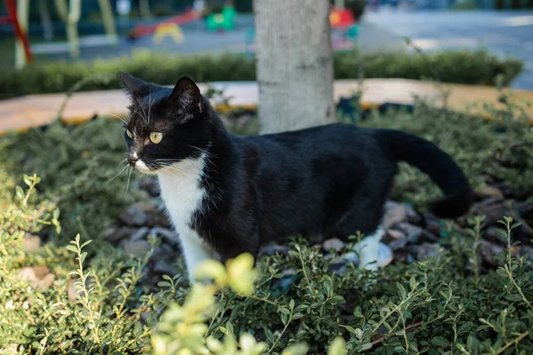 Gato Negro Retrato Sentado Aire Libre Día Soleado — Foto de Stock