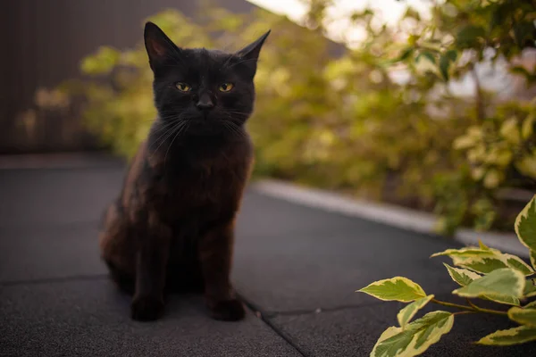 Retrato Pequeño Gato Negro Sentado Cerca Hojas Amarillas Aire Libre — Foto de Stock