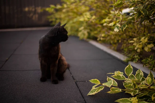 Retrato Pequeño Gato Negro Sentado Cerca Hojas Amarillas Aire Libre — Foto de Stock