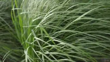 Doğal çayır çimleri rüzgâr esintisiyle yavaşça savruluyordu. Güzel yeşil sallanan çim tarlası. Rüzgâr esintisi boyunca sallanıyor. Yeşil çevre kavramı.