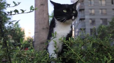 Black Cat Go Hunting On Grass. Outdoor With Bright Sunlight.
