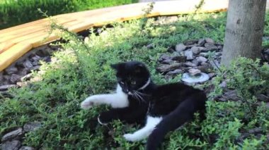 Yumuşak kedicik ya da kuş beyinli kedi Yeşil çimenlere oturup insan eliyle oynar