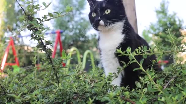 Schwarze Katze Auf Der Jagd Gras Draußen Mit Hellem Sonnenlicht — Stockvideo