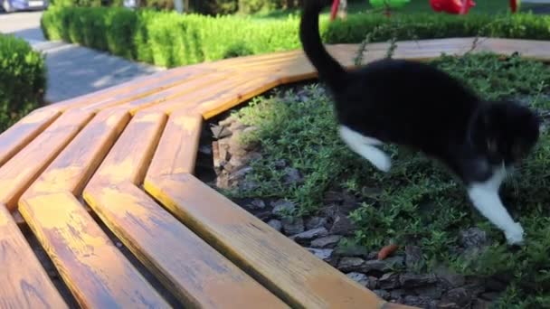 Schwarze Katze Auf Der Jagd Gras Draußen Mit Hellem Sonnenlicht — Stockvideo