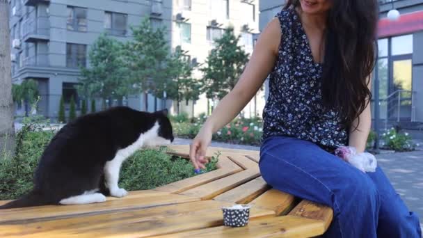 毛绒绒猫或纯种猫坐在绿草上 用手玩耍 — 图库视频影像