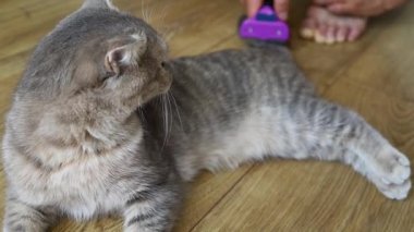 Furminator Gri Şirin İngiliz Kedisiyle Savaşıyor. Hayvan Bakımı, Bakım Konsepti