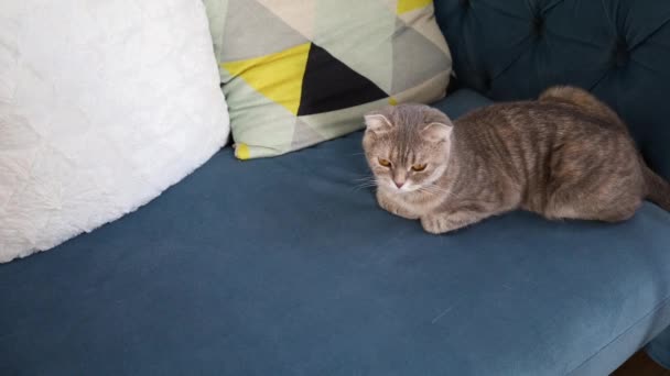 Lindo Gato Escocés Color Gris Está Sentado Sofá — Vídeo de stock