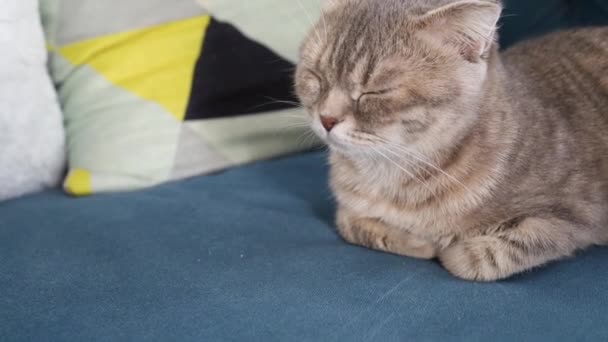 Gato Dormindo Sofá Casa Acolhedora — Vídeo de Stock