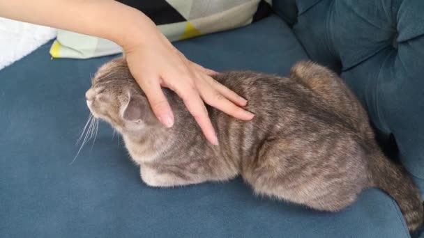 Gato Dormindo Geting Massagem Cabeça Por Seu Proprietário — Vídeo de Stock