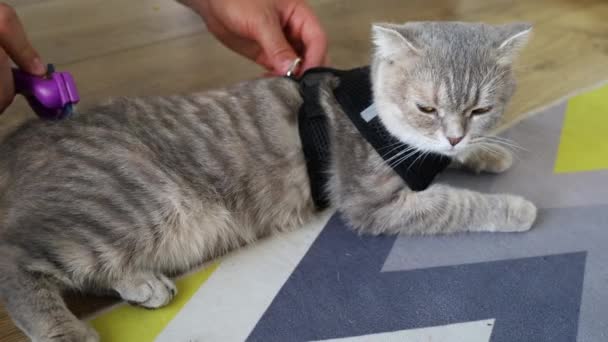 Furminator Combing Cute Grey British Cat Уход Животными Концепция Груминга — стоковое видео
