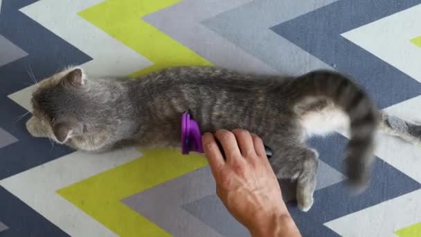 Furminator Combing Cute Grey British Cat Djurskötsel Och Skötsel — Stockvideo