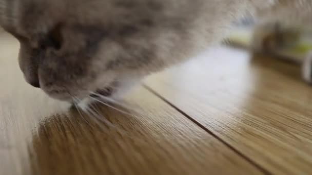 Красивая Пушистая Кошка Желтыми Глазами Ест Витамины Уход Животными — стоковое видео